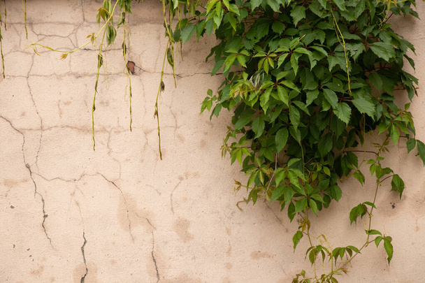 lekka ściana, na której dzikie winogrona są tkane jako tło, kamienna ściana z gałązkami winogron - Zdjęcie, obraz