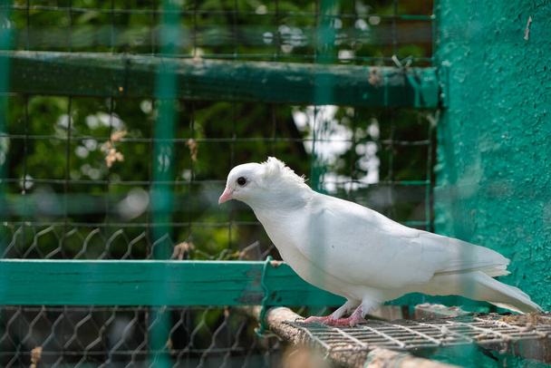 Κατοικίδια λευκό περιστέρι με ένα κτύπημα στο κεφάλι του στο aviary. - Φωτογραφία, εικόνα