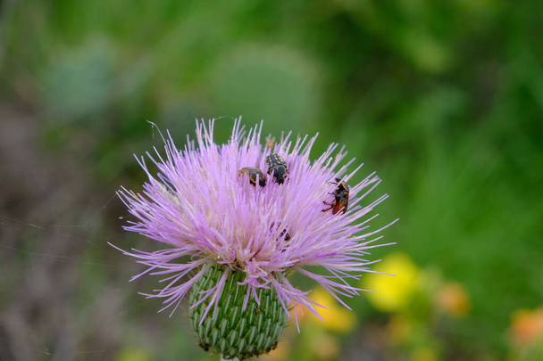 Техасский пурпурный чертополох и цветочный скарабей - Фото, изображение