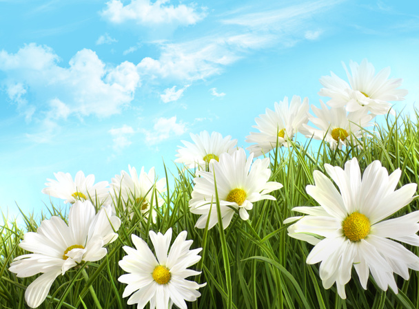 Белые летние маргаритки в высокой траве
 - Фото, изображение