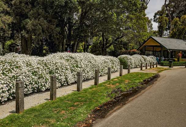 SkyHigh Mt Dandenong. 26 Observatorium Rd, Dandenong VIC 3767. Australië. 3 januari 2014. Een recreatiepark met beelden, bloemen, paden en bruggen.  - Foto, afbeelding
