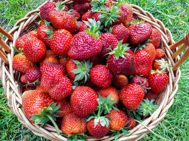 夏に緑の草で地面に赤、熟したイチゴを持つ木製のバスケット。果物や食品の背景。夏の味覚 - 写真・画像