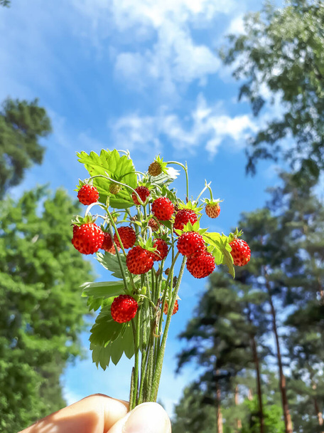 Womans hand holding bouquet of wild strawberry (Fragaria vesca) plants with red ripe fruits and foliage outdoors in sunlight. Taste of summer - Photo, Image