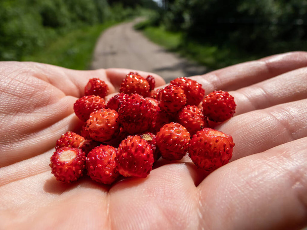 Hrst červených, zralých divokých jahod (Fragaria vesca) na dlani ruky s viditelnou lesní cestou v pozadí. Chuť léta - Fotografie, Obrázek