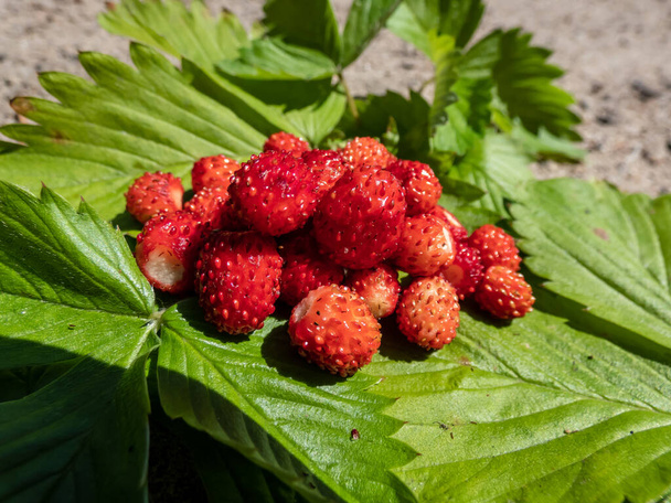 Handful of red, ripe wild strawberries (Fragaria vesca) on green foliage of strawberry plant outdoors in bright sunlight. Taste of summer - Photo, Image