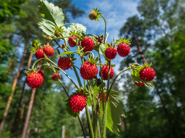 Kytice z planě rostoucích jahod (Fragaria vesca) s červeným zralým ovocem a listím venku s lesním porostem a modrou oblohou na slunečním světle. Chuť léta - Fotografie, Obrázek