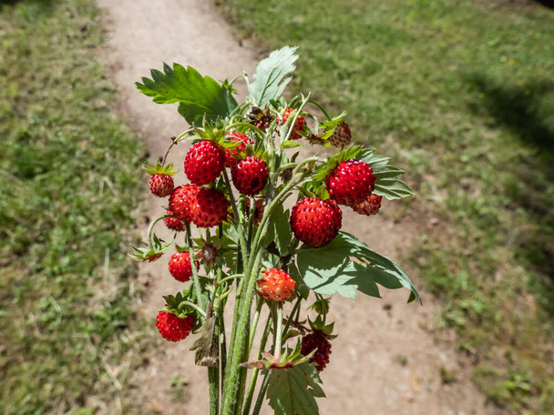 Boeket wilde aardbeien (Fragaria vesca) planten met rood rijp fruit en gebladerte buiten met grijs zand weg bacground in het zonlicht. Smaak van de zomer - Foto, afbeelding