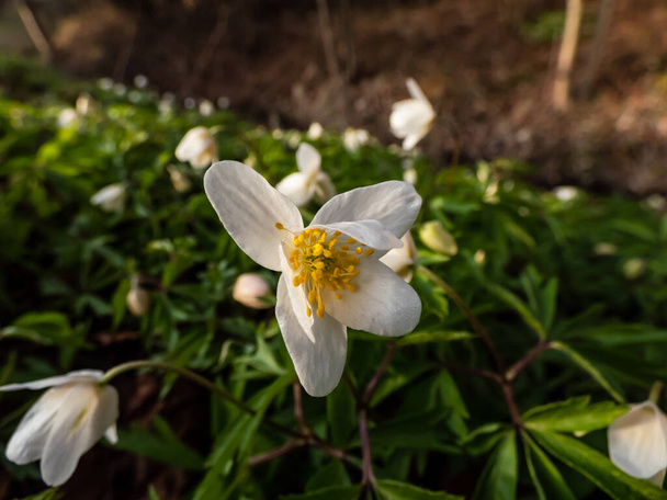 Одинокий белый цветок Деревянный анемон (Anemone nemorosa), цветущий весной на ярком фоне с размытым зеленым фоном - Фото, изображение