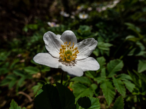 Макро из одноцветка белого цвета Анемон (Anemone nemorosa), цветущий весной на ярком солнечном свете с размытым зеленым фоном - Фото, изображение
