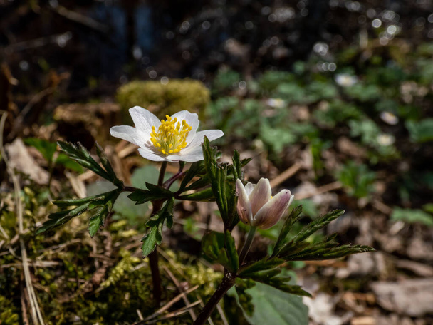 Белые цветы из древесного анемона (Anemone nemorosa), цветущие весной на ярком солнечном свете с размытым зеленым и коричневым фоном - Фото, изображение