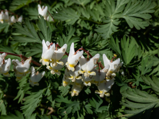 Macro shot of early spring delicate, white, irregular or sprawling shape, fully opened flowers of herbaceous plant Dutchman's britches or Dutchman's breeches (Dicentra cucullaria) - Photo, Image