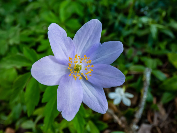 Yhden kevään puu anemoni - Anemone nemorosa Allenii - suuri ihana laventeli-sininen tai hopeansininen kukka seitsemän terälehtiä (nimetty James Allen) hämärtynyt vihreä ja tumma tausta - Valokuva, kuva