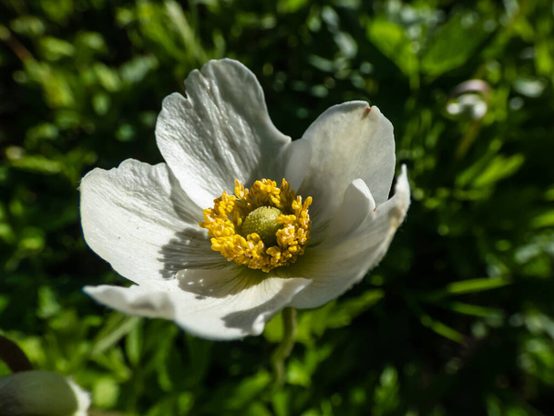 Makro strzał w kształcie kubka, czysty biały kwiat śniegu anemon lub kropla śniegu Windflower (Anemone sylvestris) roślin ze złotymi łodygami kwitnących późną wiosną lub wczesnym latem w słońcu - Zdjęcie, obraz