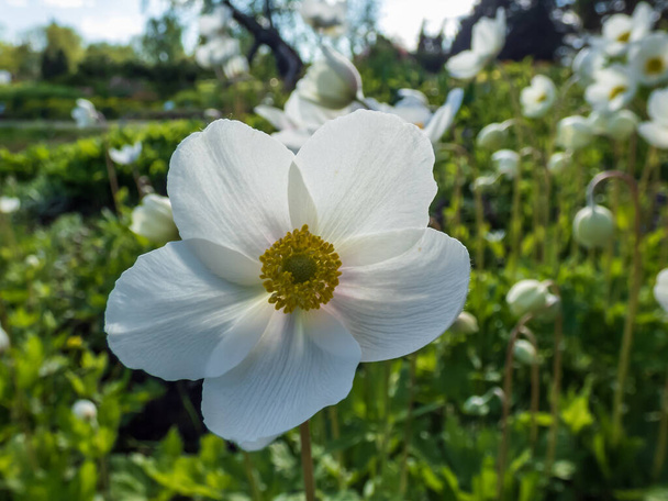 Makró lövés csésze alakú, tiszta fehér virág hóvirág anemone vagy hóvirág (Anemone sylvestris) növény arany kapocs késő tavasszal vagy kora nyáron a háttérben - Fotó, kép
