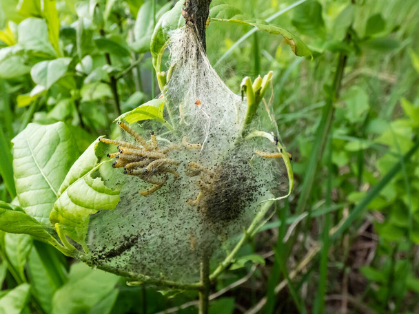 Group of Larvae of Bird-cherry ermine (Yponomeuta evonymella) pupate in tightly packed communal, white web on a tree trunk and branches among green leaves in summer - Photo, Image