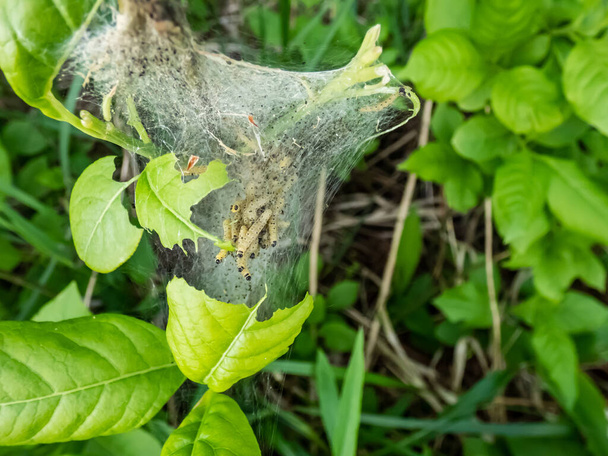 Grupa larw karminu ptasiej-wiśniowej (Yponomeuta evonymella) w ciasno zapakowanej wspólnej, białej pajęczynie na pniu drzewa i gałęziach wśród zielonych liści latem - Zdjęcie, obraz