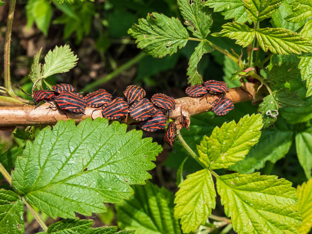 Big group of adult striped shield bugs (Graphosoma lineatum) sitting on a raspberry branch in summer, red with wide black longitudinal stripes - Photo, Image