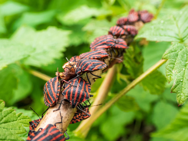 Big group of adult striped shield bugs (Graphosoma lineatum) sitting on a raspberry branch in summer, red with wide black longitudinal stripes - Photo, Image
