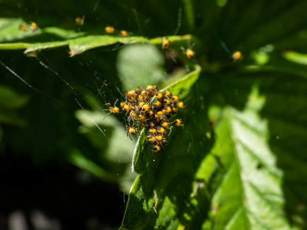 Makro ujęcie maleńkich żółtych pająków europejskiego pająka ogrodowego, pająka diademu, pomarańczy, krzyżówki pająka lub koronowanego tkaka orbowego (Araneus diadematus) zaczyna się rozpraszać w pajęczynie orbowym na zielonym liściu - Zdjęcie, obraz