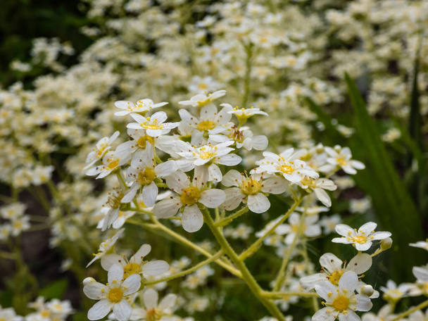 Κοντινό πλάνο τέλειων, λευκών και κίτρινων λουλουδιών από πέντε πέταλα αλπικού σαξοφράγου ή επιστρωμένου ή δια βίου σαξοφράγου (Saxifraga paniculata) σε βραχόκηπο με φωτισμό χρυσής ώρας - Φωτογραφία, εικόνα