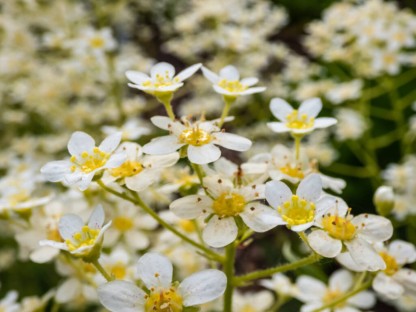 Close-up of perfect, white and yellow flowers of five petals of Alpine saxifrage or encrusted or lifelong saxifrage (Saxifraga paniculata) in rock garden in golden hour lighting - Photo, Image