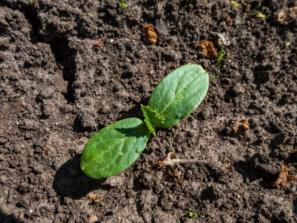 Small plant of cucumber (Cucumis sativus) with first leaves growing in soil in garden in bright sunlight. Gardening and food growing concept - Photo, Image