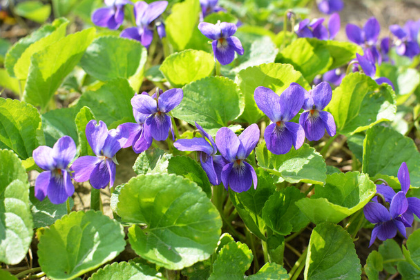 In primavera nella foresta selvaggia cresce la viola (Viola odorata) - Foto, immagini