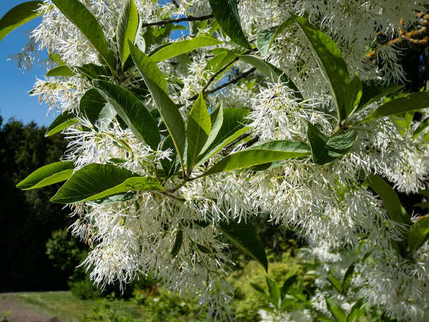 крупним планом Маленьке дерево Біле дерево (Chionanthus virginicus) з рясно ароматизованими, чистими білими квітами в саду з яскраво-синім небом на задньому плані
 - Фото, зображення