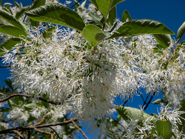 close-up του μικρού δέντρου The White fringetree (Chionanthus virginicus) με πλούσια αρωματικά, καθαρά λευκά λουλούδια στον κήπο με λαμπερό γαλάζιο ουρανό στο βάθος - Φωτογραφία, εικόνα