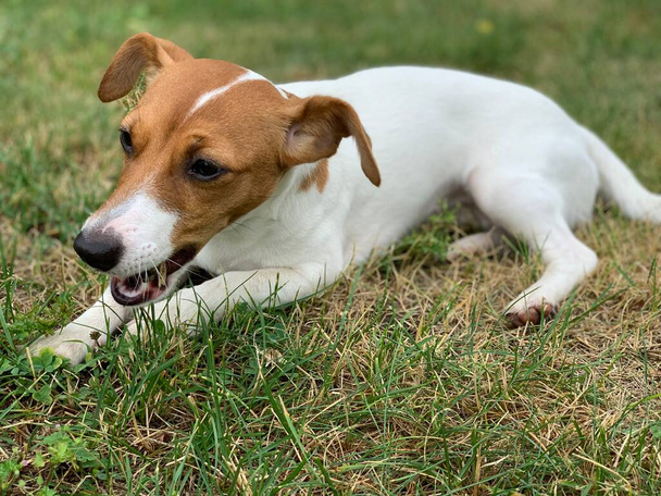 Chien jack russell terrier gros plan. - Photo, image
