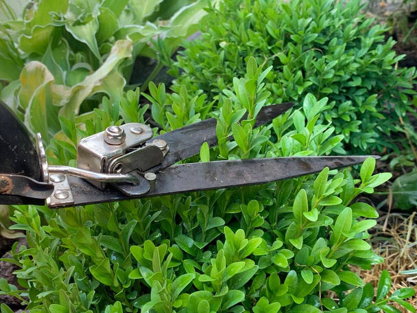Pruning boxwoods with hedge trimmers. Work in the garden. Gardening. - Photo, Image