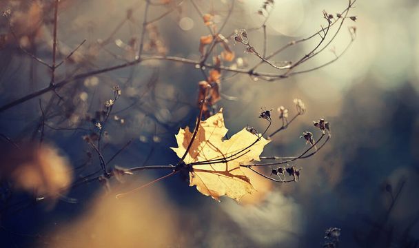 秋の黄色の孤独なカエデの葉が落ちて枝にはまりました. - 写真・画像