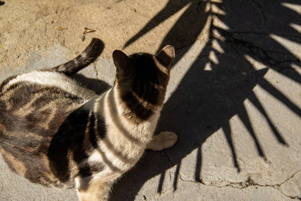Un chat tabby assis à l'ombre des feuilles d'un cocotier. - Photo, image