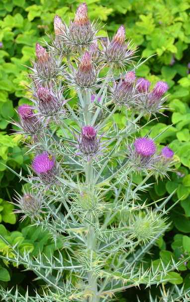 Grecian thistle cirsium is a genus of perennial and biennial flowering plants in the Asteraceae, one of several genera known commonly as thistles. They are more precisely known as plume thistles - Photo, Image