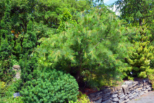 Pinus parviflora, también conocido como pino de cinco agujas Ulleungdo o pino blanco japonés es un pino en el grupo de pinos blancos, Pinus subgénero Strobus, nativo de Corea y Japón.. - Foto, imagen