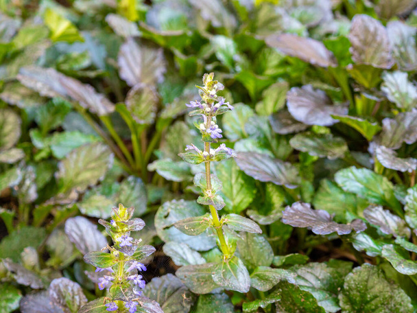 Bugle, Blue Bugle, Bugleherb, Bugleweed, Carpetweed, Carpet Bugleweed (Ajuga reptans), a Purple Flowers Surrounded of Green Leaves in a Garden - Photo, Image