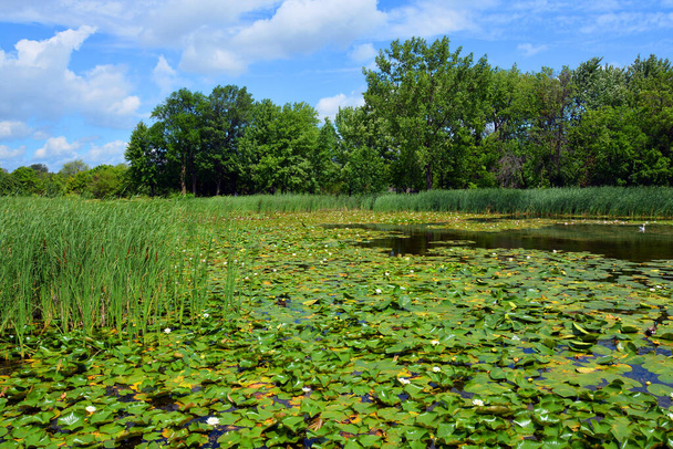 Nenuphar fleur, Lys d'eau sur un lac. Belle plante aquatique et fleur pousse dans les étangs d'été et les rivières de plein air. - Photo, image