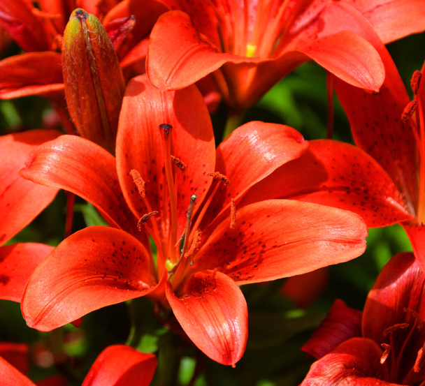 Amaryllis is the only genus in the subtribe Amaryllidinae (tribe Amaryllideae). It is a small genus of flowering bulbs, with two species. - Photo, Image