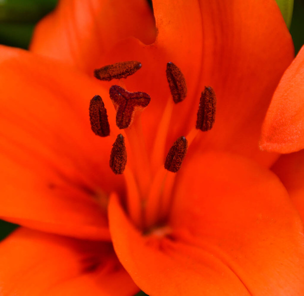 Amaryllis es el único género de la subtribu Amaryllidinae (tribu Amaryllideae). Es un pequeño género de bulbos de flores, con dos especies. - Foto, Imagen