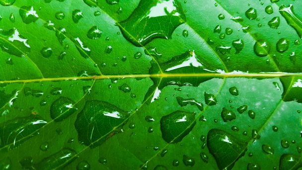 Kapky vody pokrývají zelený list slunečním světlem - Fotografie, Obrázek