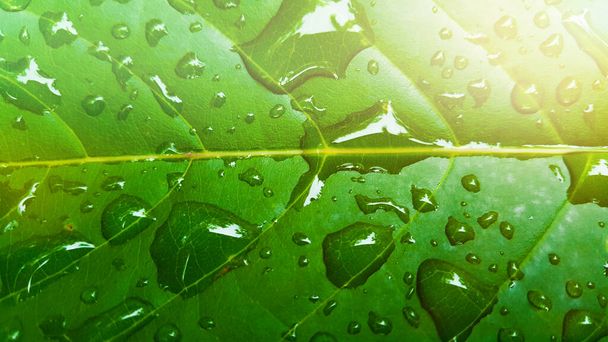 Kapky vody pokrývají zelený list slunečním světlem - Fotografie, Obrázek
