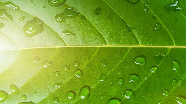 Krople wody przykrywają zielony liść światłem słonecznym. - Zdjęcie, obraz