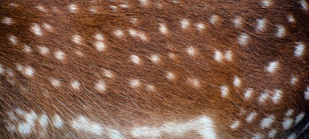 Плямистий олень (Dama dama) - круглий ссавець, що належить до родини Cervidae. Цей вид поширений у західній Євразії. - Фото, зображення