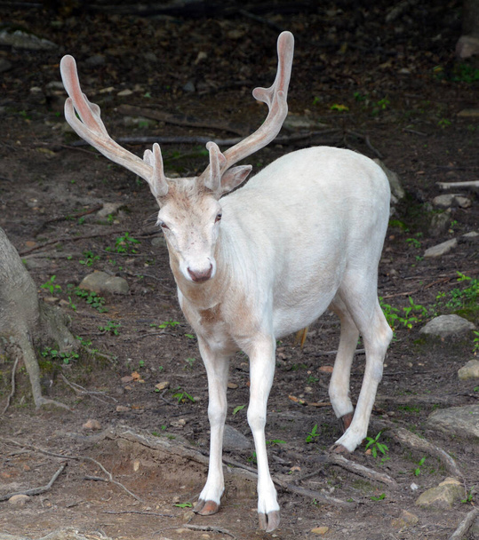 A white deer (stag for male, white hind for the female) is a white-colored red deer or fallow deer, explained by a condition known as leucism that causes its hair and skin to lose its natural colour. - Photo, Image