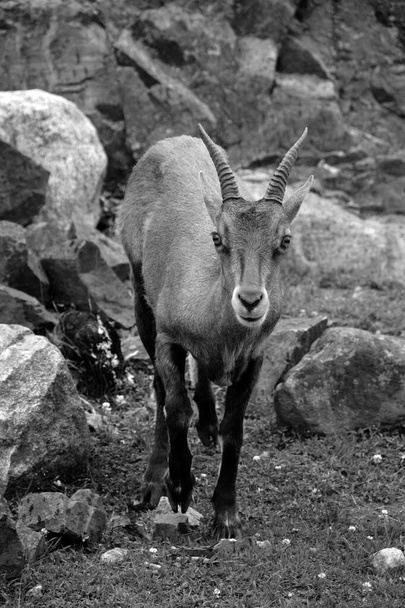 Le bouquetin (Capra ibex) est une espèce de chèvre sauvage qui vit dans les montagnes des Alpes européennes. - Photo, image