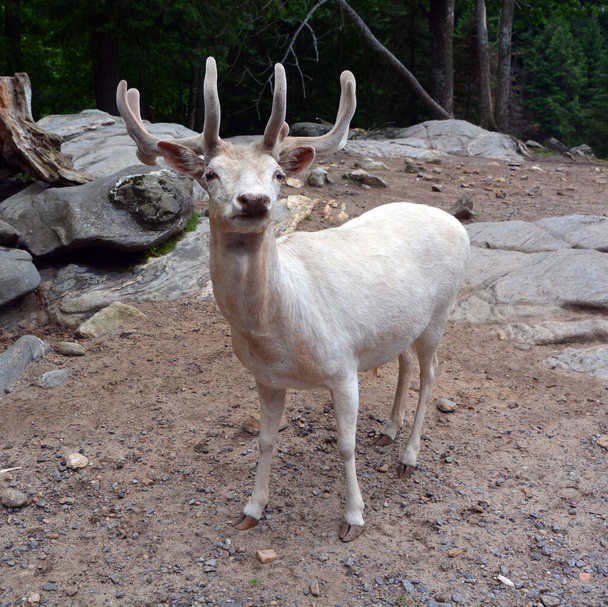 A white deer (stag for male, white hind for the female) is a white-colored red deer or fallow deer, explained by a condition known as leucism that causes its hair and skin to lose its natural colour. - Photo, Image
