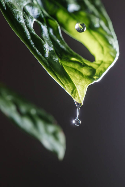Drops drip on the leaves of domestic plants. - Фото, зображення