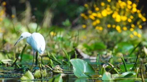 Μεγάλος egret - Πλάνα, βίντεο