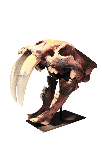 Dinoszaurusz. Kardfogú tigris koponya. Egy igazi kardfogú tigris koponyája. Dinoszaurusz Koponya. Elkülönítve a fehéren. Van hely az sms-nek. nyírási útvonal.  - Fotó, kép