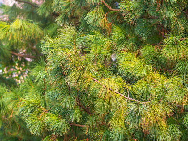 Cedar branches with long fluffy needles with a beautiful blurry background. Pinus sibirica, or Siberian pine. Pine branch with long and thin needles. The pine tree looks soft and fluffy. - Foto, immagini